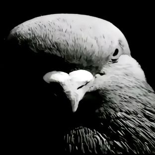 Иконка канала p1geon