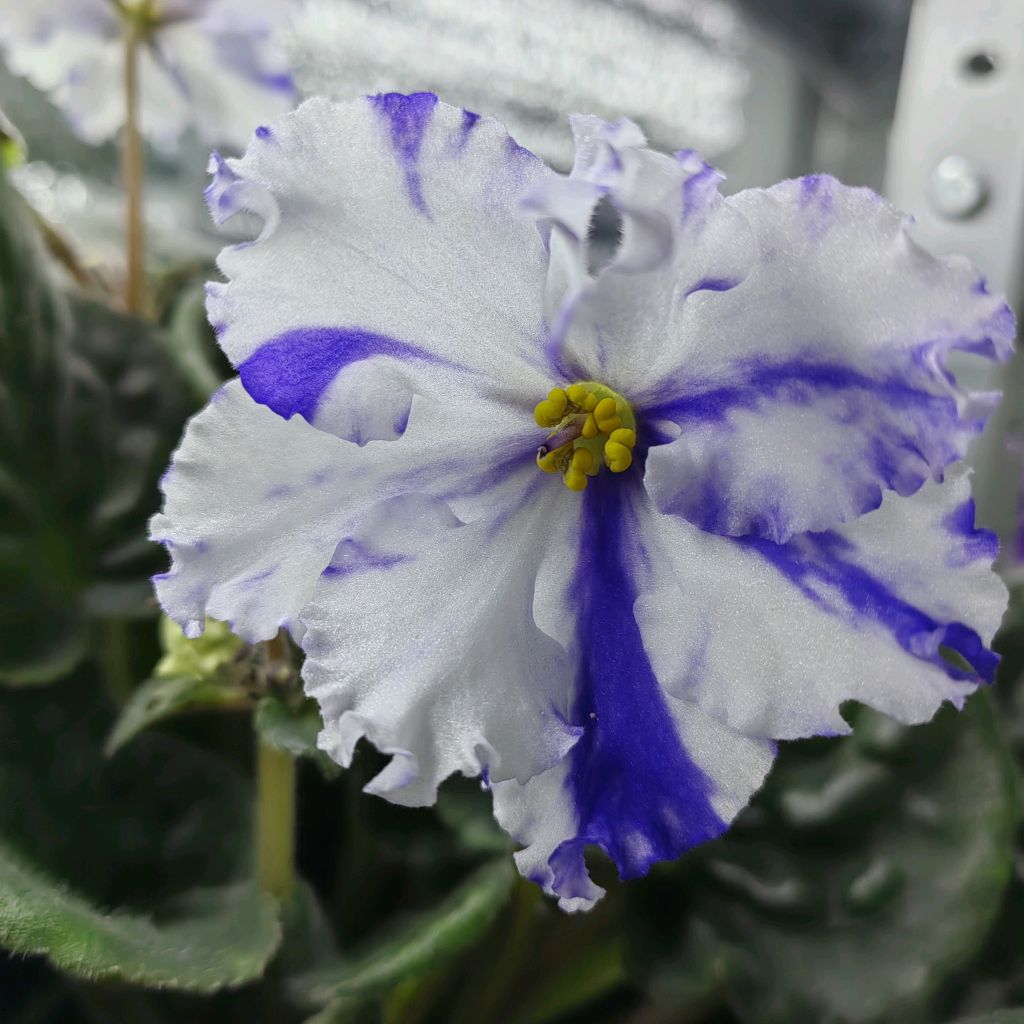 Иконка канала Фиалки и Стрептокарпусы Дубна