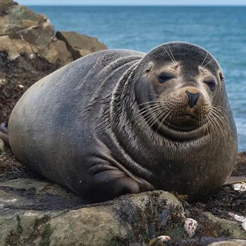 Иконка канала Шурик Липач