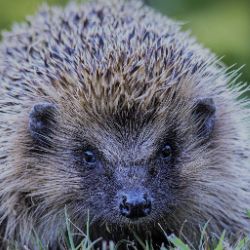 Иконка канала ЗЛОЙ ЕЖ- треш пародии и авторские переводы кавера