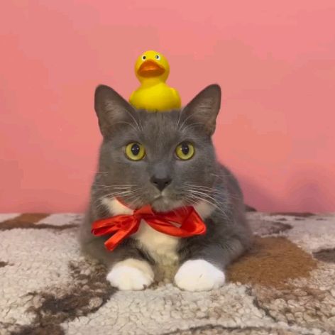 Иконка канала lotkov КРЯ Лотков QUACK