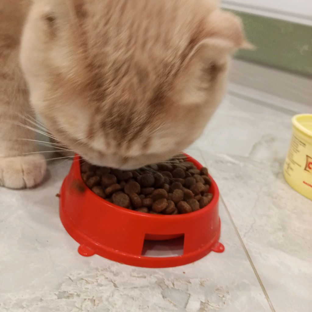 Иконка канала SIMBA 7278