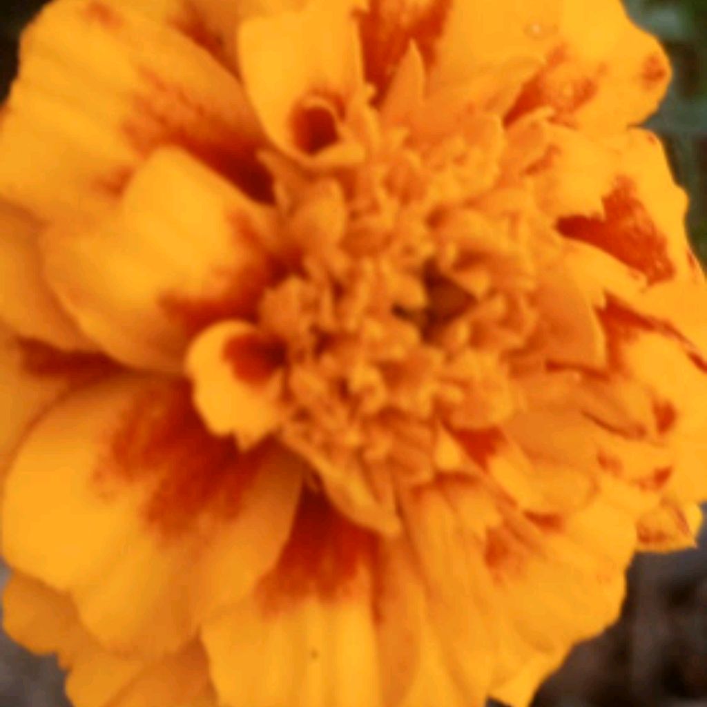 Иконка канала 🔥❤СамиОк❤🔥