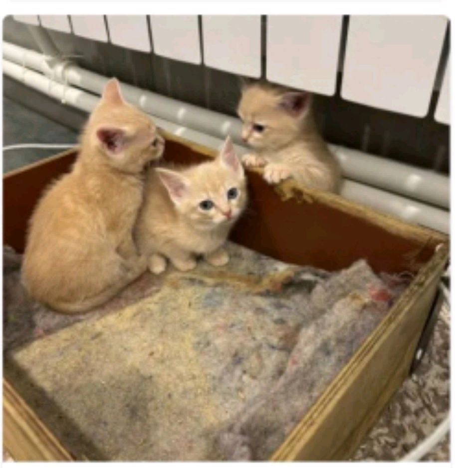 Иконка канала Луномосик 🟣