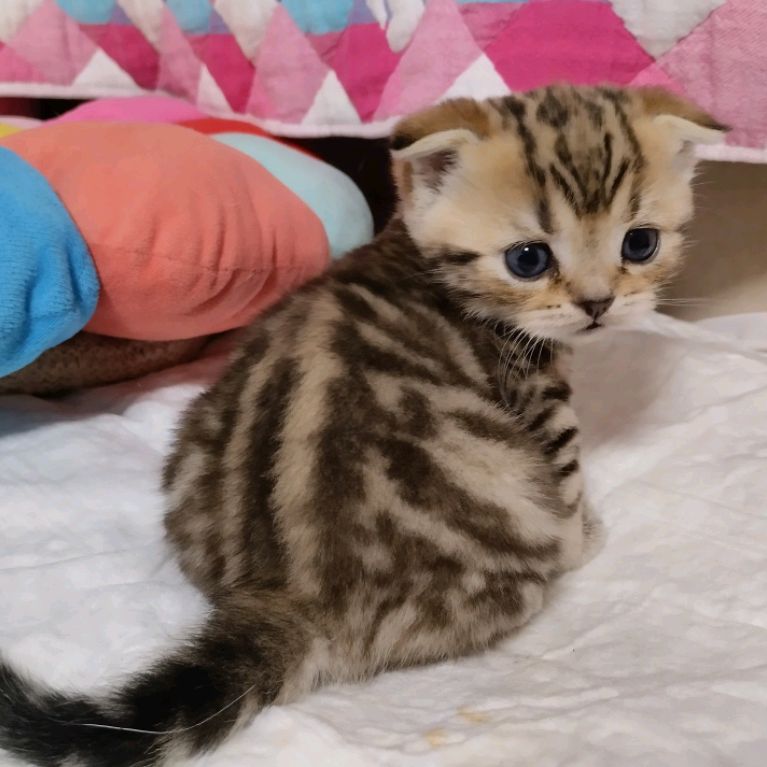 Иконка канала Киска Ириска