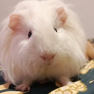 Иконка канала Морская свинка