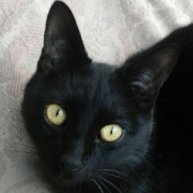 Иконка канала Диалоговый журнал 14