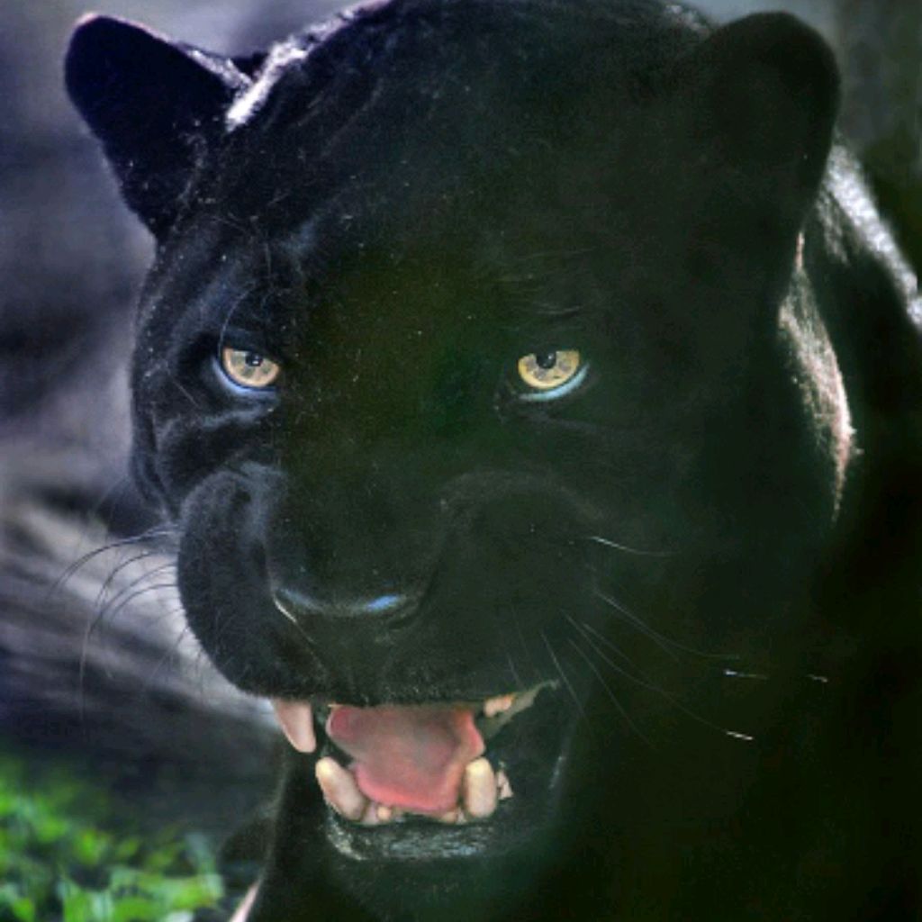 Пантера Шварцера» (2014; черная пантера )