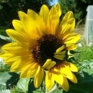 Иконка канала Chrissy Sunflower