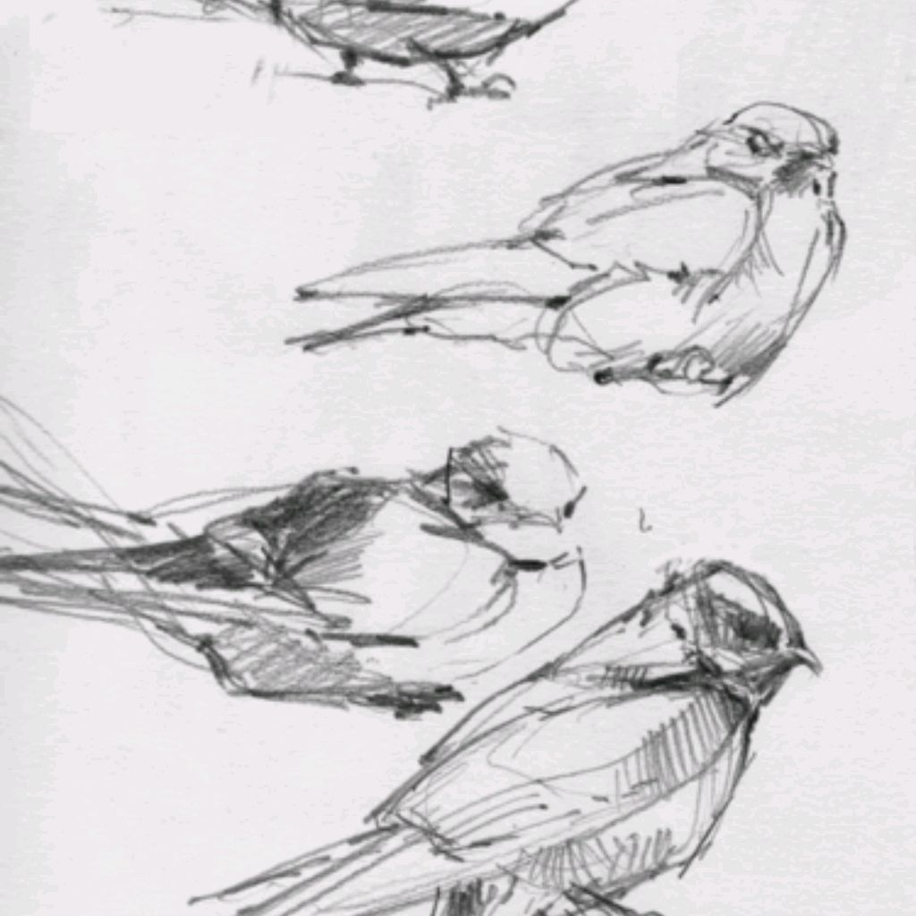 Силуэтные зарисовки чучела птицы