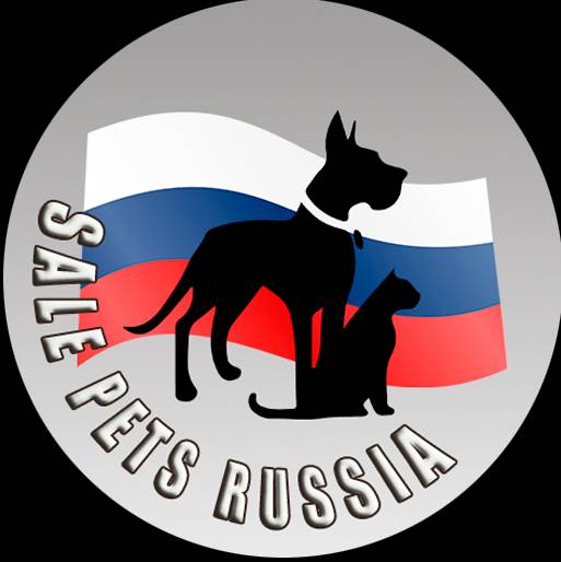 Popular Pets in Russia. Team Russia Pet Love. Pets in russia