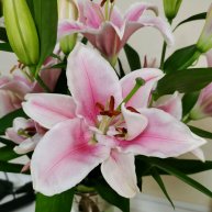 Иконка канала Елена Таро