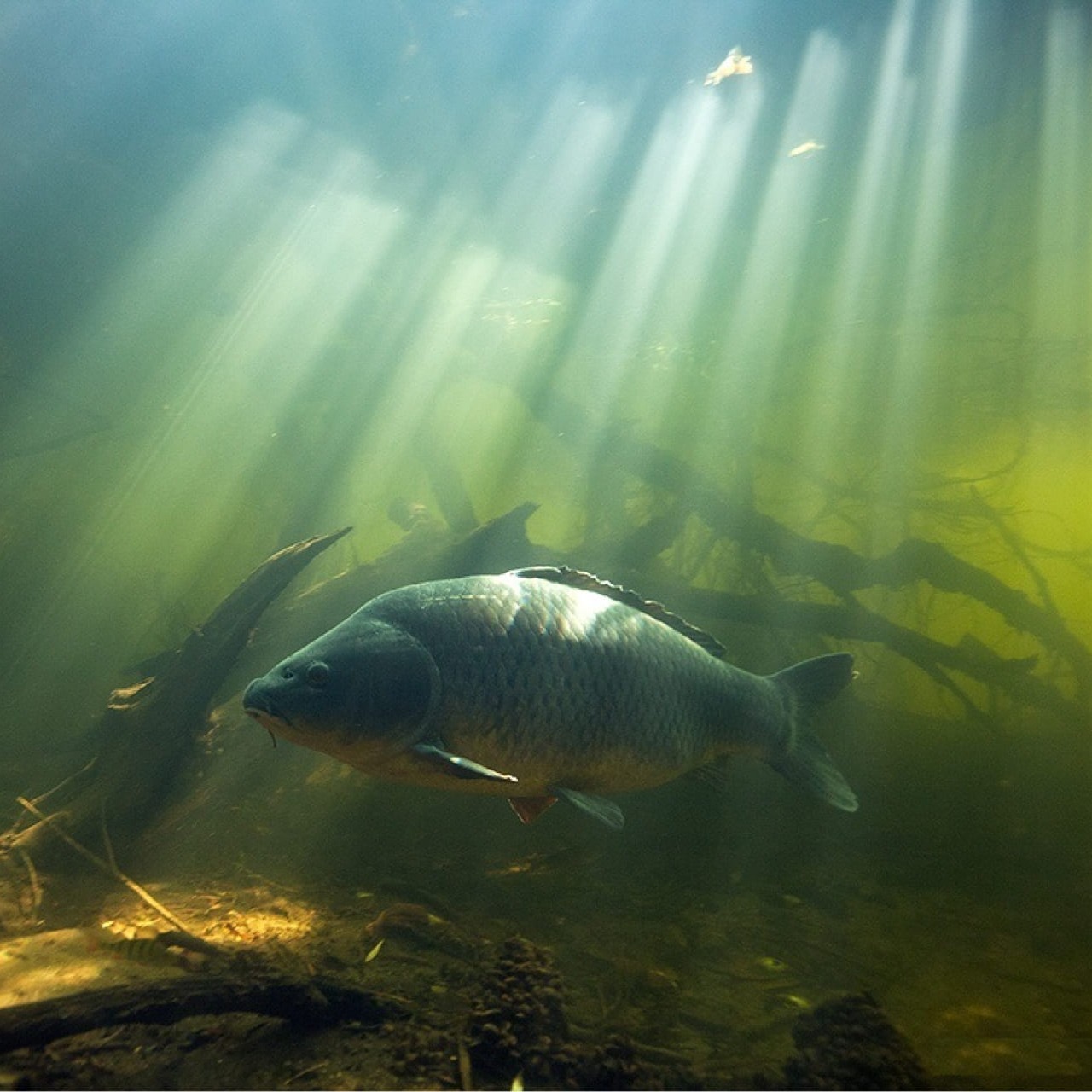 УСЫ САЗАНА на RUTUBE: 4 видео – смотреть онлайн и бесплатно (15555024)