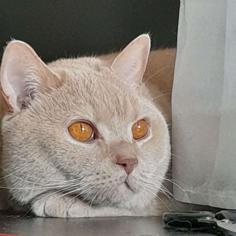 Аватар