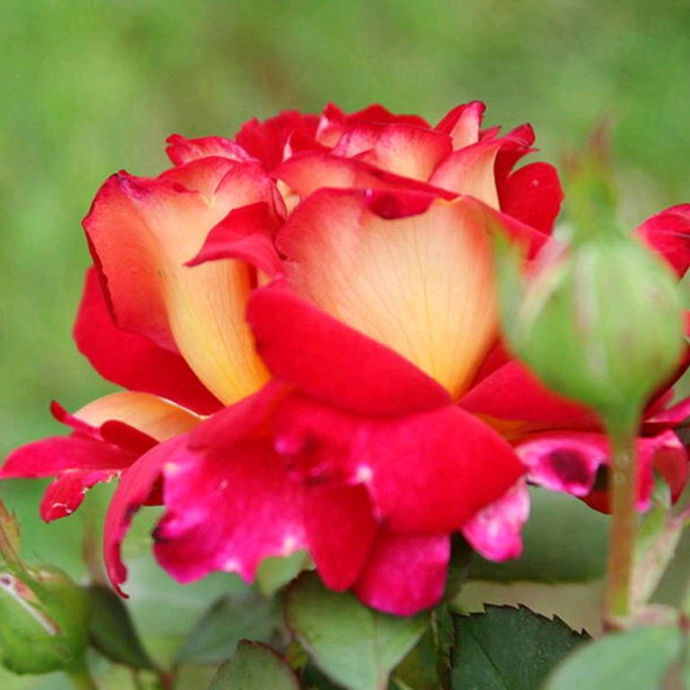 Иконка канала Розовые грёзы цветы