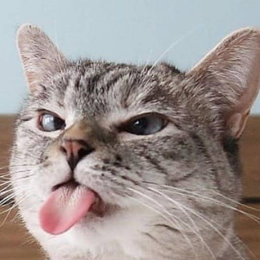 Кот показывает язык