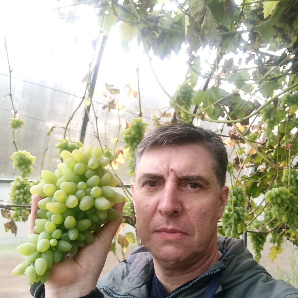 Иконка канала Выращивание винограда в Твери