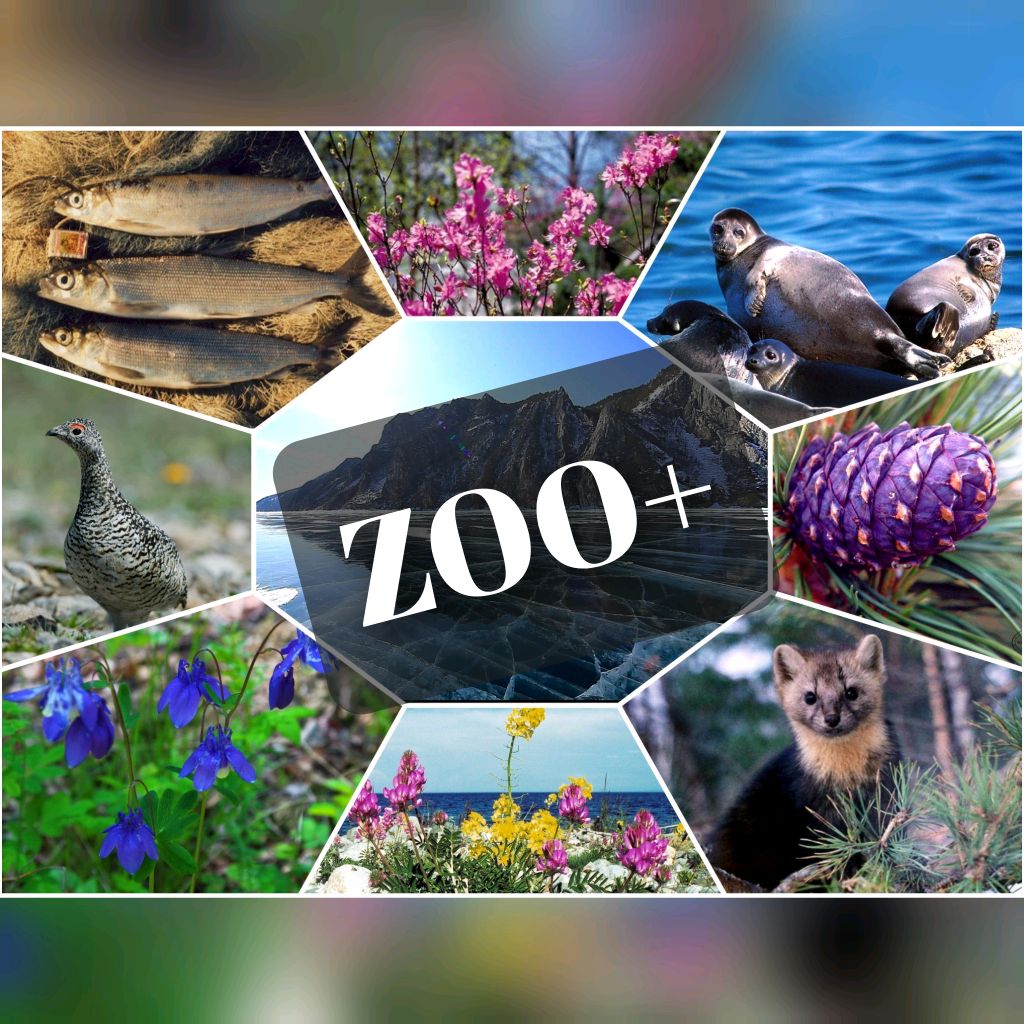 Иконка канала Zoo+