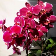 Иконка канала Olga's_orchid_dreams_