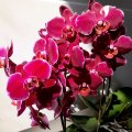 Иконка канала Olga's_orchid_dreams_