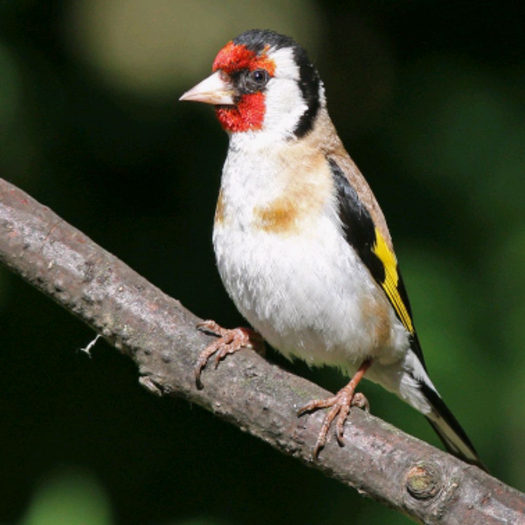 Щегол птица фото. Щегол (Carduelis Carduelis). Толстоклювый щегол. Щегол Березовик. Щегол обыкновенный птица.