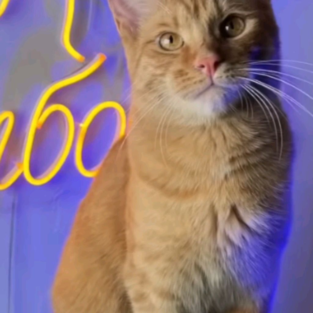 Кот симба младший
