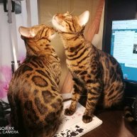 Иконка канала Бенгальчики