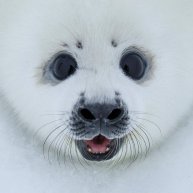 Иконка канала Байкал с приветом)