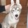 Иконка канала BernardHusky