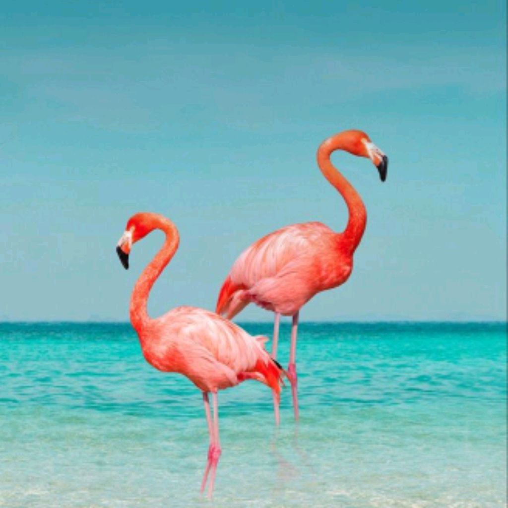 Flamingos