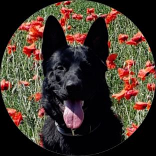 Иконка канала Ствол