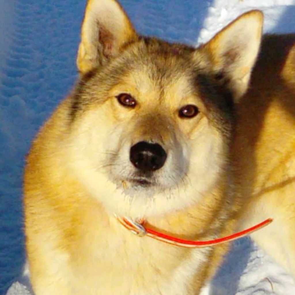 Иконка канала Александр. Охота. Лайки.