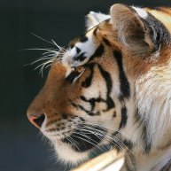 Иконка канала Shark777attack7