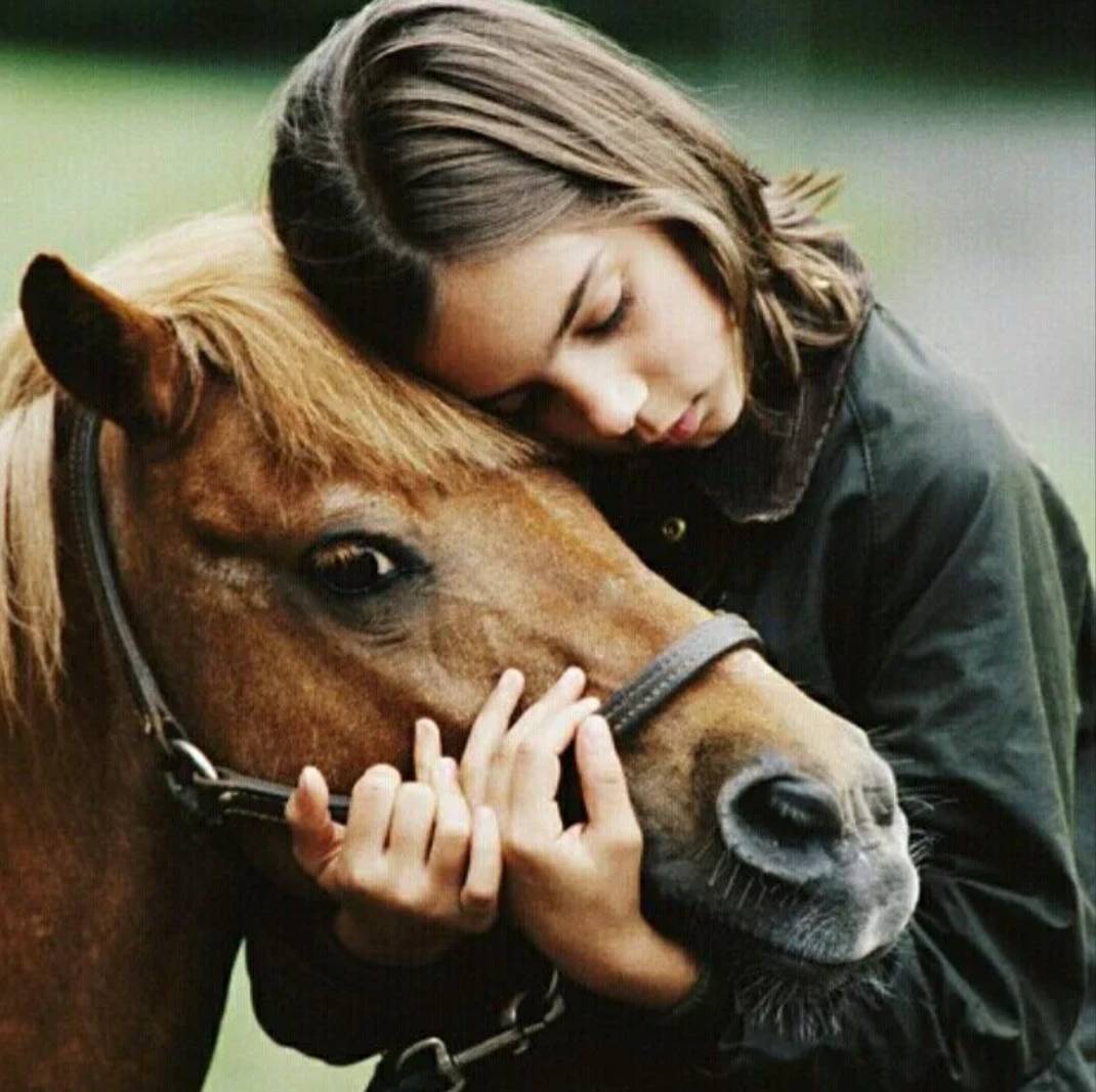 Друзья лошадки. Любовь лошадей. Девушка обнимает лошадь. Объятия с лошадью. Человек на лошади.