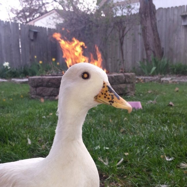 Фото гуся на аву О канале Goose_Lord (6191518) на RUTUBE