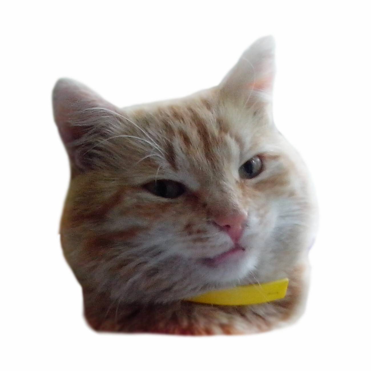 Иконка канала Cat Markiz