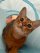 Иконка канала День в жизни Рони - Абиссинская кошка.
