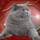 Иконка канала Mr.cat