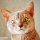 Кот Дзен - смешной и веселый кот из интернета