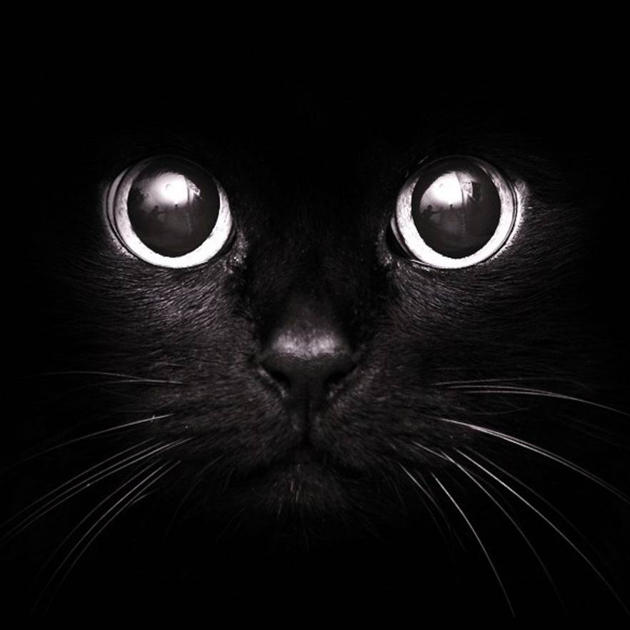 Black Cat