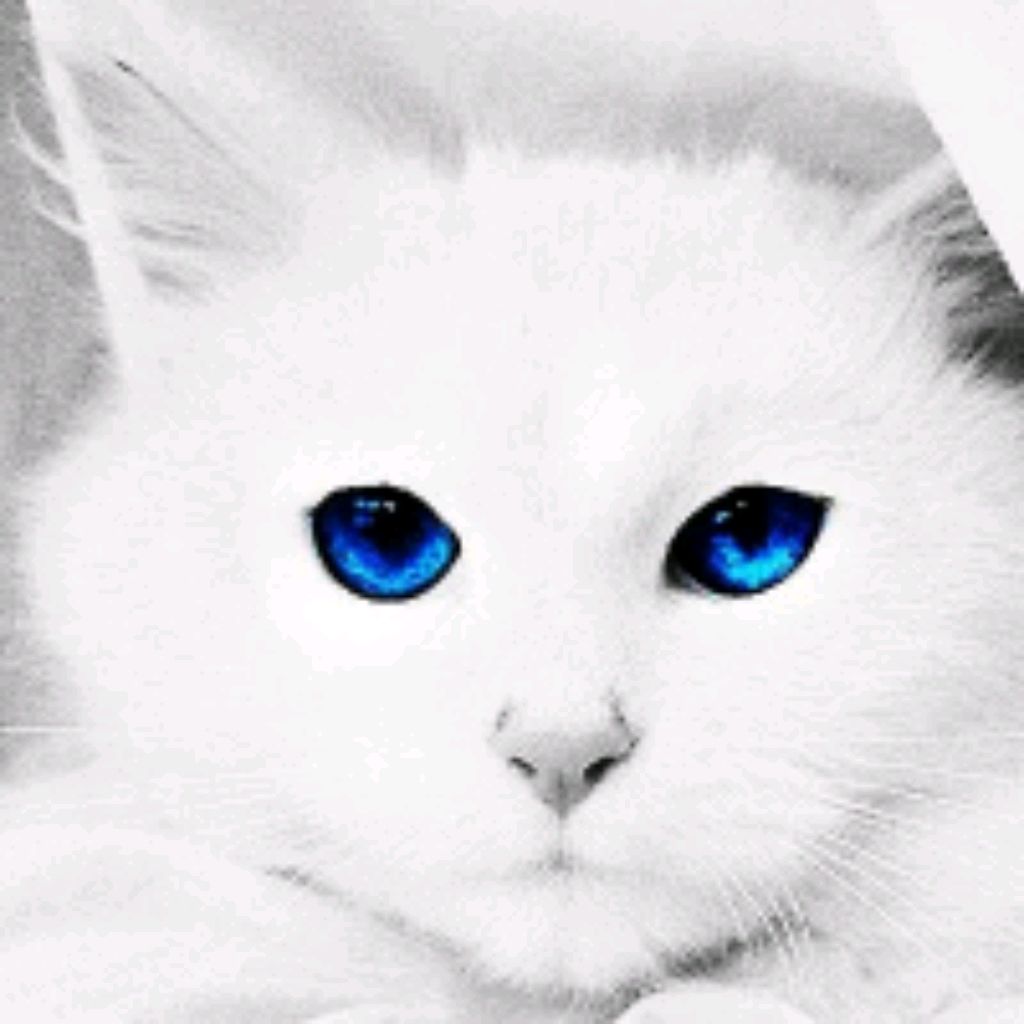 Белая кошка с голубыми глазами