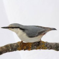 Иконка канала Пернатый мир