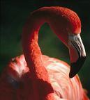 Иконка канала Flamingo