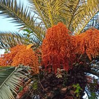 Иконка канала Дачные секреты.Каменск-Уральский