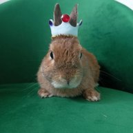 Иконка канала Кролик Ирискин