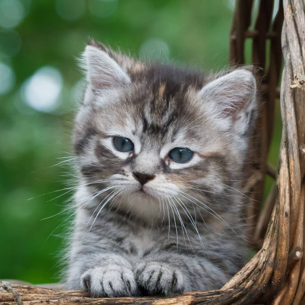 Августовский Кот на RUTUBE: 1 видео – смотреть онлайн и бесплатно ...