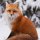 Иконка канала Lucky Foxes