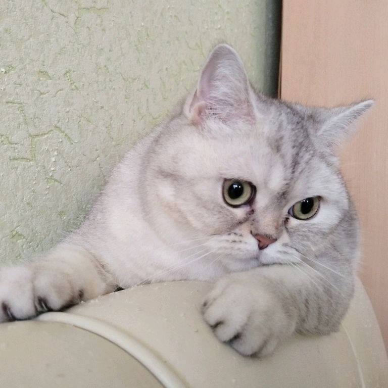 Иконка канала Elena