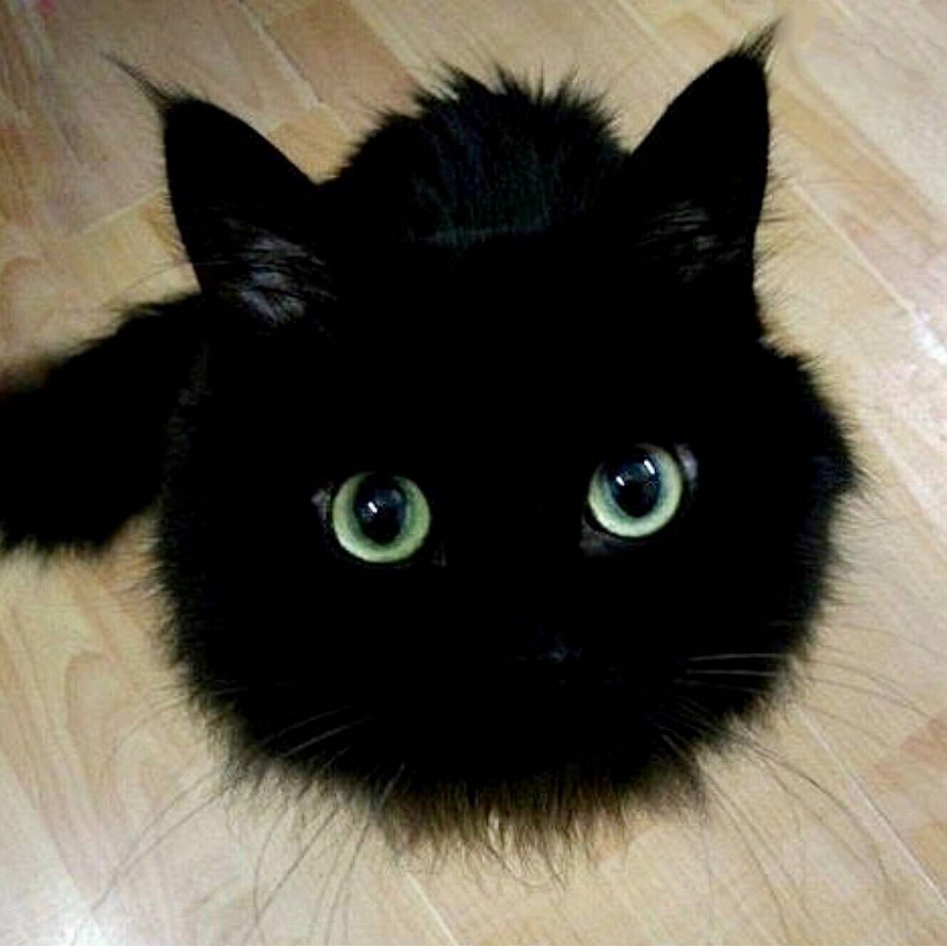 Черная пушистая кошка с голубыми глазами