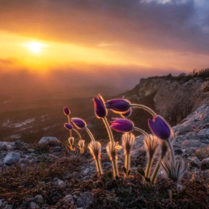 Иконка канала Простыми Словами.